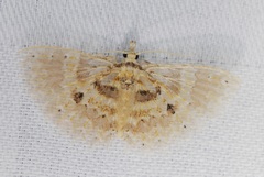Alucita flavofascia
