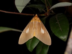Asota plaginota