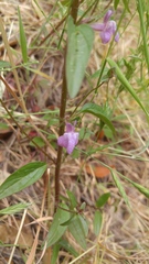 Sairocarpus vexillocalyculatus vexillocalyculatus