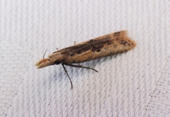 Dichomeris ochthophora