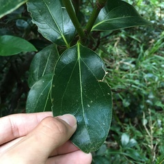 Cinnamomum kotoense