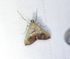 Endotricha repandalis