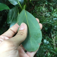 Cinnamomum kotoense