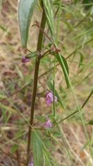 Sairocarpus vexillocalyculatus vexillocalyculatus