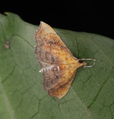 Hyalobathra micralis