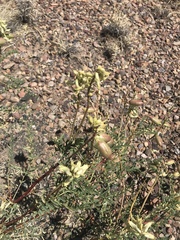 Astragalus praelongus