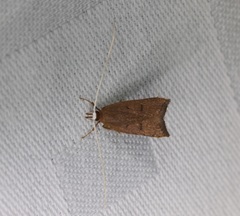 Lecitholaxa thiodora