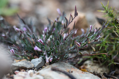 Polygala rupestris