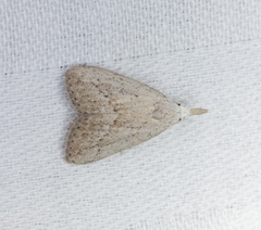 Meganola brunellus
