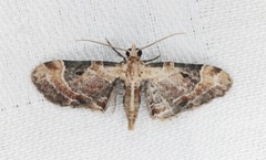 Mesoptila melanolopha