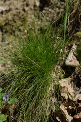 Festuca heterophylla