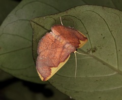 Nothomiza flavicosta