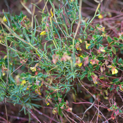 Bupleurum fruticescens