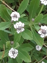 Phyla nodiflora