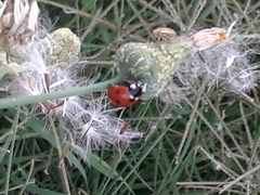 Coccinella septempunctata