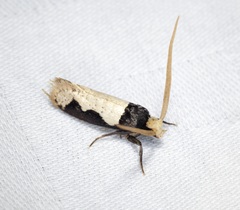 Thisizima subceratella