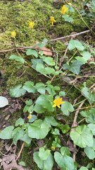 Ficaria verna