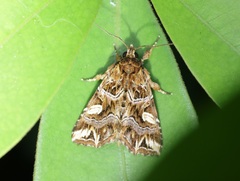 Callopistria exotica