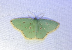 Comostola meritaria