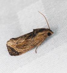Cryptophlebia repletana