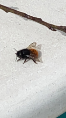 Osmia cornuta