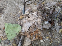 Novomessor albisetosus