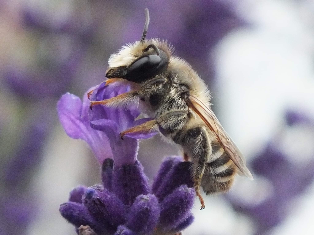 Banded Mud Bee, photo 1 of 10