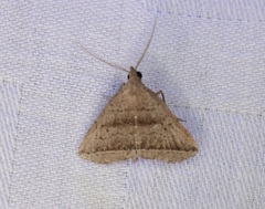 Lysimelia neleusalis