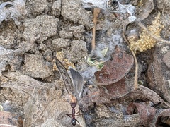 Novomessor albisetosus