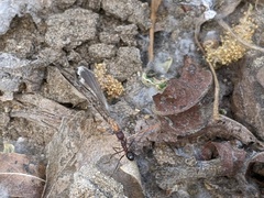 Novomessor albisetosus