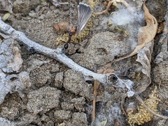 Novomessor albisetosus