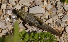 Anacridium aegyptium