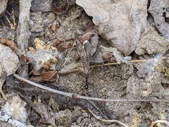 Novomessor albisetosus