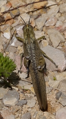 Anacridium aegyptium