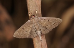 Omiodes tristrialis