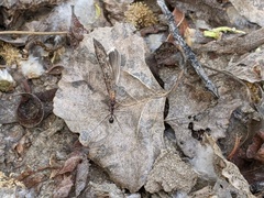 Novomessor albisetosus