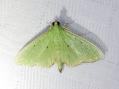 Parotis punctiferalis