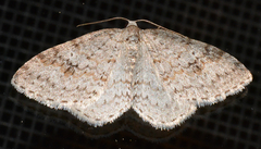 Venusia duodecemlineata