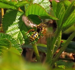 Nomada fulvicornis
