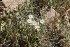 Erigeron concinnus