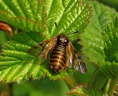 Abia lonicerae