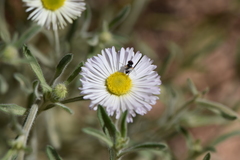 Erigeron concinnus