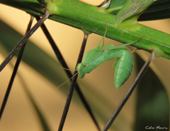 Photiomantis planicephala