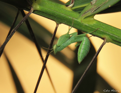 Photiomantis planicephala