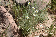Erigeron concinnus