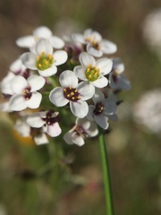 Lobularia maritima maritima
