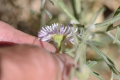 Erigeron concinnus
