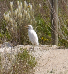 Bubulcus ibis