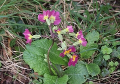 Primula × polyantha