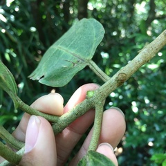 Ficus cumingii terminalifolia